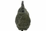 Fossil Sauropod (Barosaurus?) Caudal Vertebra - Wyoming #377950-6